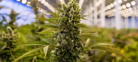 Cannabis Industry Expanding