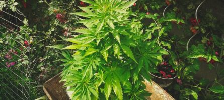 The Ultimate Guide to Growing Cannabis