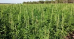 Growing Hemp for CBD